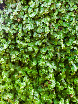 Green liverwort moss texture background growing densely on a damp surface.Abstract natural pattern of vibrant green thallose liverwort bryophyte plants.