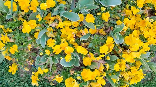 Top view of bright yellow pansy flowers blooming in the garden bed