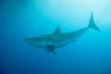 Obraz premium Great white shark in the Pacific Ocean