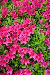 Fototapeten Pink Vibrant Pink Azalea Blossoms with Green Leaf Natural   © mootun