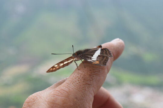 Close up butterfly 