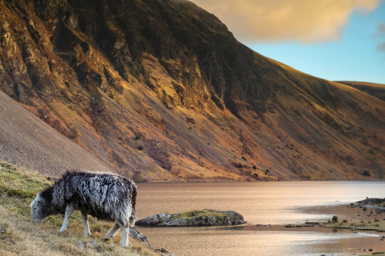 Rural landscape of a Herdwick sheep grazing by the calm waters of Wastwater lake in the Lake District