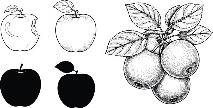 Black and white of three different types of walnuts with leaves and shells desi