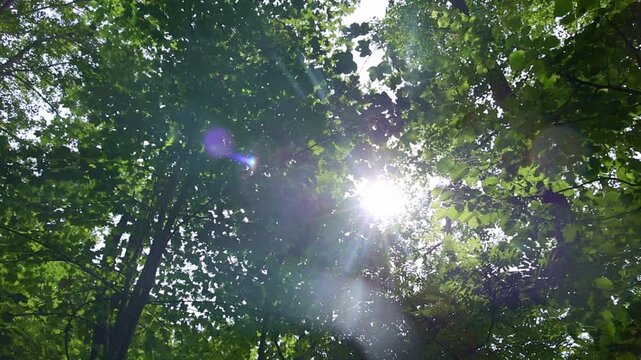 Bright sunlight creating a lens flare through green trees