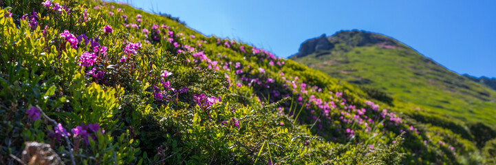 Fototapeta premium Panoramic slope filled with purple alpine wildflowers under a bright blue sky for landscape banner and nature background