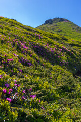 Fototapeta premium Lush green mountain hillside with purple wildflowers and clear blue sky for nature background and landscape wallpaper design