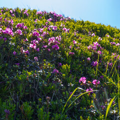 Fototapeta premium Low angle sunlit hillside with vibrant pink wildflowers and lush green grass for spring nature poster and background use