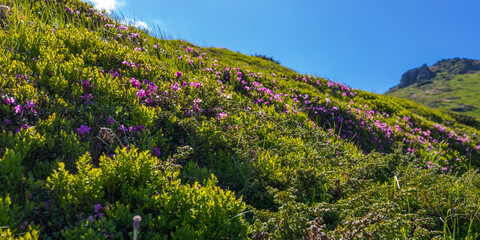 Fototapeta premium Low angle hillside with blooming pink flowers and bright blue sky for scenic background and outdoor wallpaper