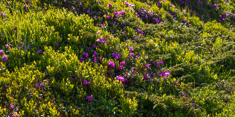 Fototapeta premium Close up of dense green meadow carpeted with purple wildflowers for floral background and nature texture design
