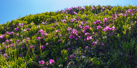 Fototapeta premium Close view of a sunlit hillside with dense clusters of pink wildflowers and tall green grass for spring botanical background and banner