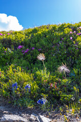 Fototapeta premium Alpine wildflowers and seedheads on a sunlit hillside with blue sky for floral background and nature banner design