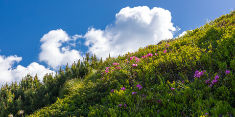Fototapeta premium Panoramic alpine hillside with green shrubs and pink wildflowers under blue sky and clouds for landscape wallpaper and nature banner design