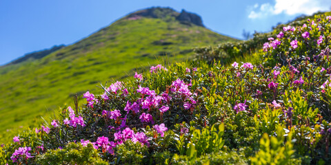 Fototapeta premium Alpine hillside with pink wildflowers in foreground and mountain peak in background for nature wallpaper banner and landscape design