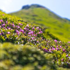 Fototapeta premium Close up alpine pink rhododendron flowers on a green mountain slope for nature background and wallpaper