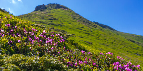 Fototapeta premium Panoramic view of pink rhododendron covering a green mountain slope under blue sky for landscape wallpaper and background