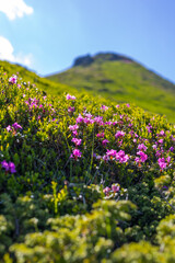 Fototapeta premium Vertical view of alpine hillside with pink wildflowers in foreground and mountain peak above for nature wallpaper poster and banner design