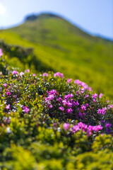 Fototapeta premium Alpine mountain rhododendron flowers landscape background with pink blooms for nature poster banner and wallpaper design