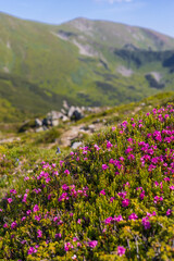 Fototapeta premium Vertical composition of mountain hillside with bright pink alpine blooms and rolling green ridges for wallpaper design