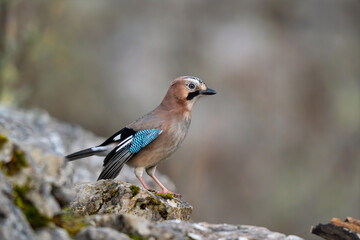 Profile portrait of a wild Eurasian Jay (Garrulus glandarius) perched on a rugged rock © Jhony