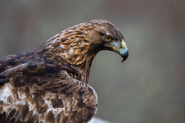 Extreme close-up profile portrait of a wild Golden Eagle (Aquila chrysaetos) © Jhony