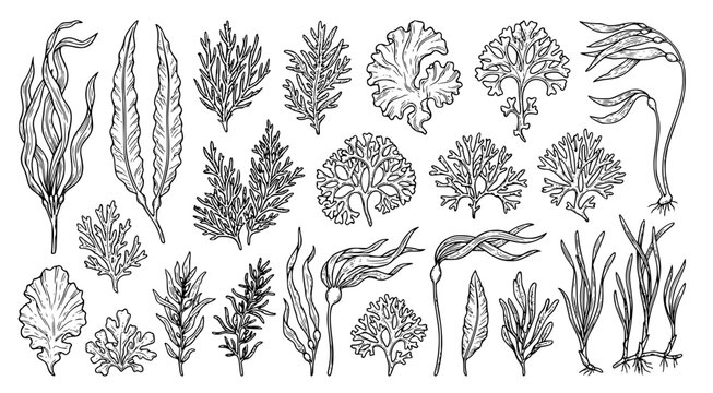 Marine seaweed and aquatic plant species for ocean life illustration and underwater ecosystem design collection