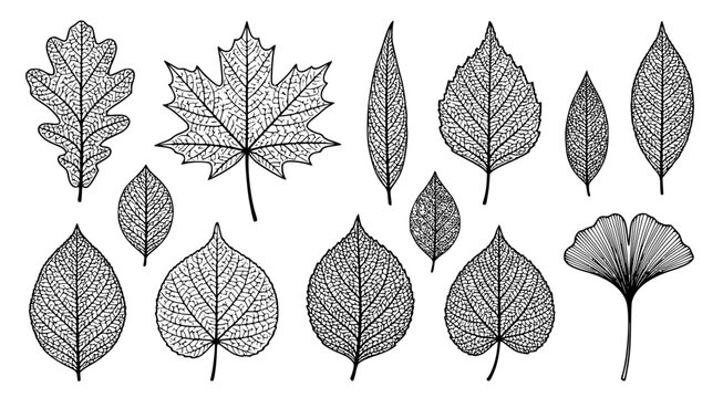 Collection of detailed leaf skeleton silhouettes isolated on white background for autumn and botanical design