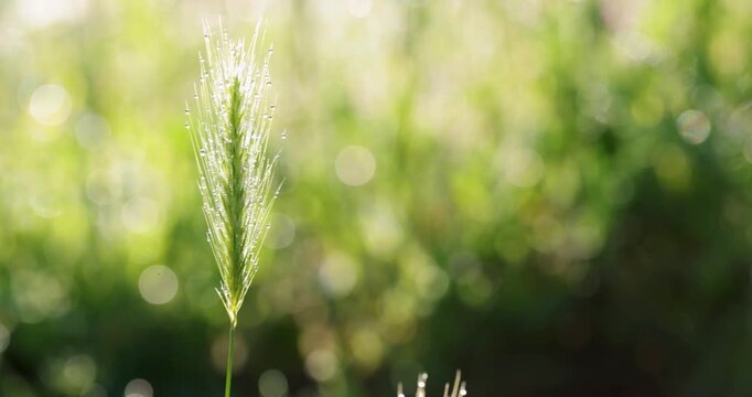 Foxtail barley grass with morning dew drops