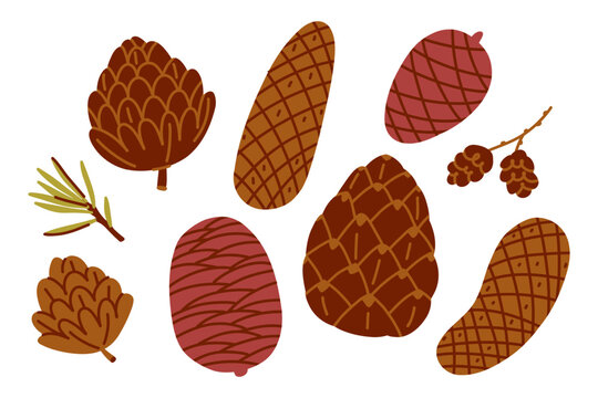 Hand Drawn Pine Cone Collection, Forest Botanical Illustration with Conifer Cones, Evergreen Branches and Woodland Nature Elements