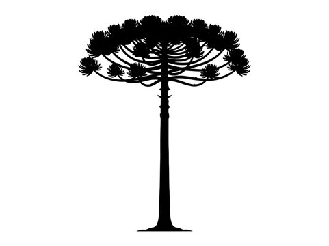 Araucaria angustifolia pine tree silhouette parana native brazilian conifer isolated vector. Transparent background.