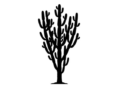 Mandacaru cactus silhouette in cordel woodcut style, traditional Brazilian Northeast culture vector icon. Transparent background.