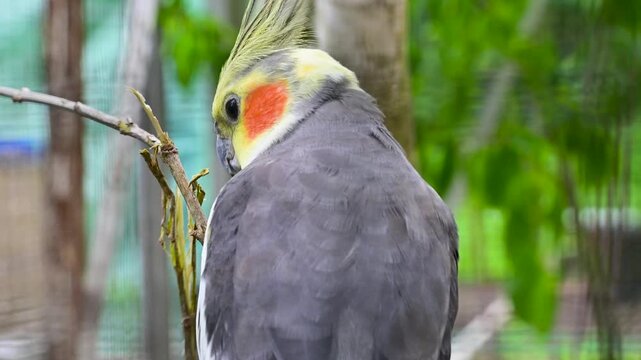 A gray cockatiel parrot with a bright yellow head and orange cheeks bites and chews a small tree branch. The bird sits inside an aviary with green foliage in the background. 4K slow motion footage