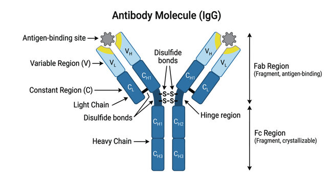 Detailed illustration of an Antibody Molecule IgG with labeled components on a white background.