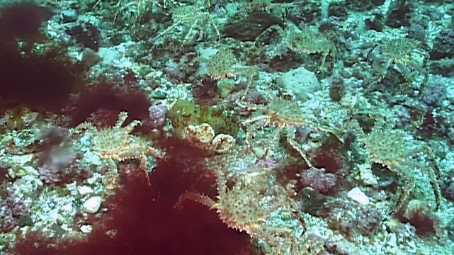 Colossal Red King Crabs, Paralithodes Camtschaticus, embark on their annual journey. Majestic migration unfolds across frigid Arctic seabed, truly breathtaking underwater spectacle in cold waters.