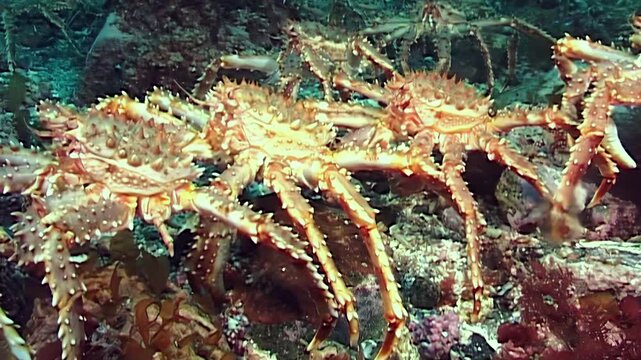 A grand procession of giant Red King Crabs, Paralithodes camtschaticus, navigates the deep Arctic seabed. Their silent trek unfolds through the ocean's icy, cold waters.