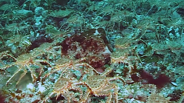 A vast army of red King Crabs, Paralithodes Camtschaticus, embarks on their seasonal migration. These colossal crustaceans traverse the cold Arctic seabed, a truly magnificent underwater pilgrimage.