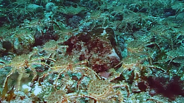 An astonishing gathering of large Red King Crab, Paralithodes Camtschaticus, undertakes an epic migration across the silent, cold seabed of the Arctic.