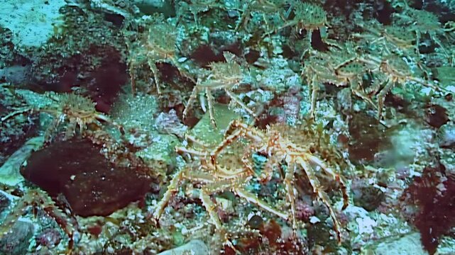Witness the grand migration of Paralithodes Camtschaticus, the large red King Crab, traversing the cold seabed. A fascinating journey unfolds deep within the Arctic's icy waters.