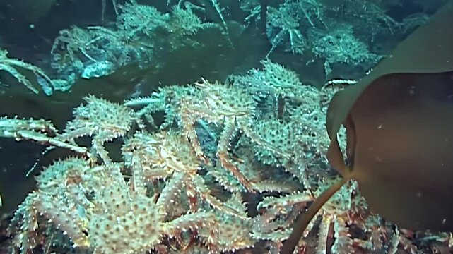 Large red King Crab, Paralithodes Camtschaticus, undertakes a majestic migration across the Arctic seabed. These formidable crustaceans navigate the cold, mysterious waters, an ancient pilgrimage.