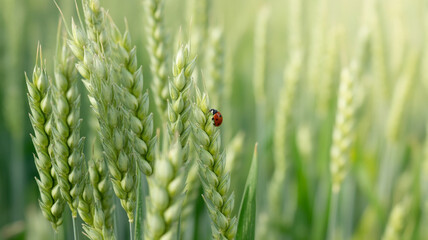 Close-up of wheat stalk with ladybug. Macro shot of red beetle on green cereal plant. Organic farming and nature concept. © RAKIB