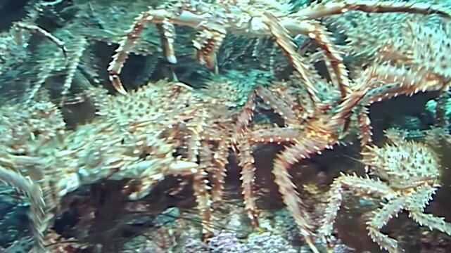 A wondrous gathering of large red King Crabs, Paralithodes Camtschaticus, journeys across the frigid Arctic seabed. Their majestic migration unfolds in the ocean's depths.