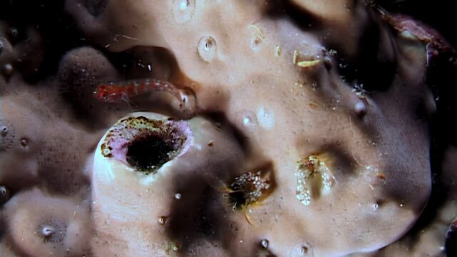 Observe the hidden world inside coral burrows as small crabs, shrimps, and other tiny crustaceans navigate this complex ecosystem. They are searching for food and protection.