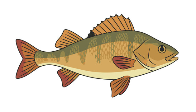 Detailed vector illustration of a freshwater european perch fish with distinctive yellow and green striped scales.