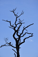 Obraz premium Assateague Island Tree - color