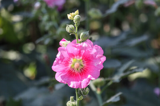 Pink and white flowers of hollyhocks blooming in the garden