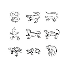 Obraz premium Hand-drawn black and white illustrations of reptiles and amphibians Keywords: snake, alligator
