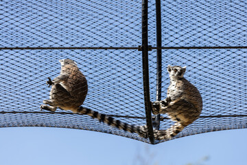 Fototapeta premium Two ring tailed lemurs sitting on a raised net against a clear blue sky. Wildlife image showing striped tails, soft fur, zoo habitat, climbing behavior and open outdoor enclosure.