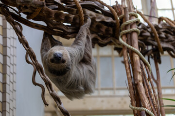 Close-up view of a sloth hanging upside down from a tree branch in an indoor wildlife habitat. Animal portrait showing slow movement, long claws, soft fur and natural climbing behavior. © MSG919