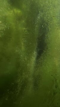 Detailed panorama shot of thick vertical column of submerged hornwort plant enveloped in vivid green spirogyra filamentous algae and thousands of tiny oxygen bubbles in a murky stagnant wetland swamp