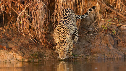 Jaguar Drinking from River Bank, Pantanal, Brazil - Wild Panthera onca Bending Down to Water's Edge © Banu