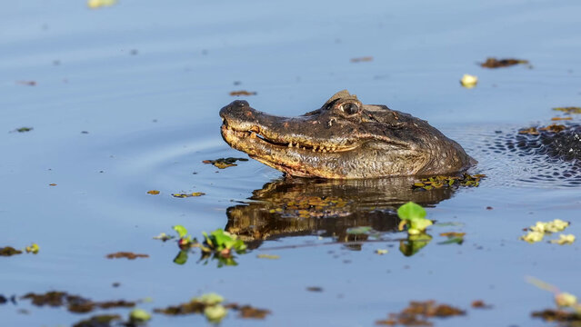 Yacare Caiman Emerging from Water with Reflection in Pantanal Wetlands, Brazil
